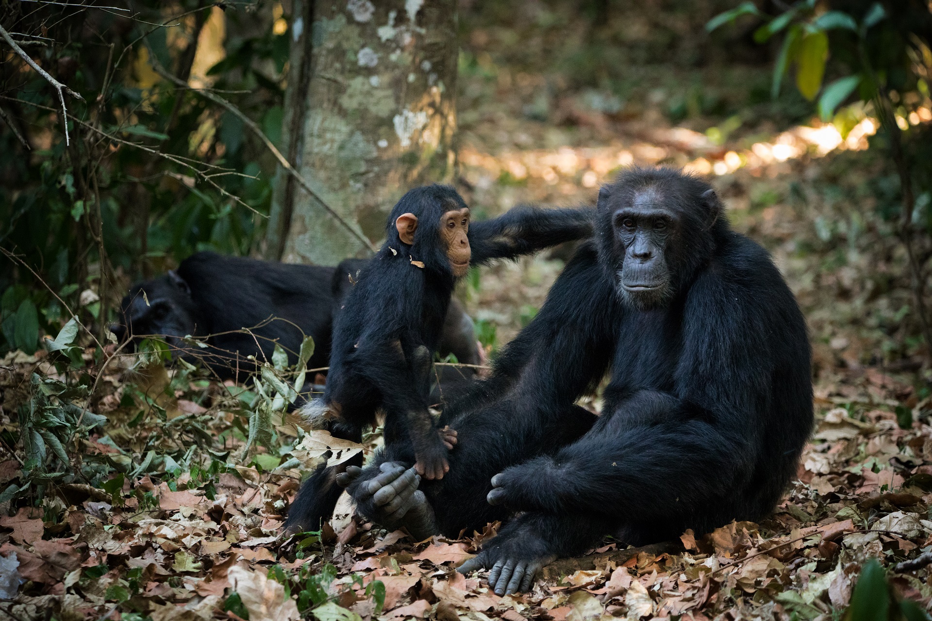 two adults and baby wild chimpanzees in Budongo forest sitting on forest floor